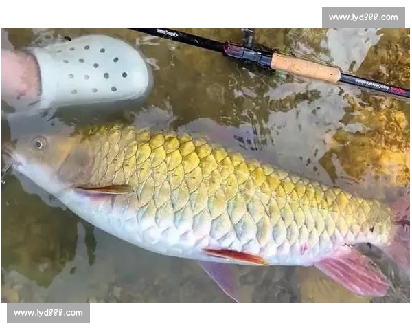 钓获 1.1 米巨鲶后放生:乐山男子用行动诠释生态垂钓新境界 钓获 1.1 米巨鲶后放生:乐山男子用行动诠释生态垂钓新境界