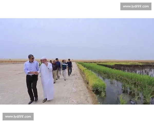 沙特队对阵埃及队中东与北非足球巅峰对决之夜再起风云荣耀之战 沙特队对阵埃及队中东与北非足球巅峰对决之夜再起风云荣耀之战